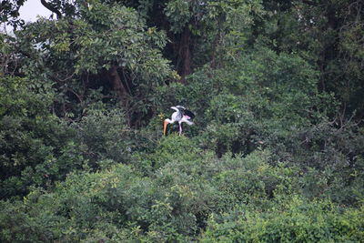 Horse in a forest