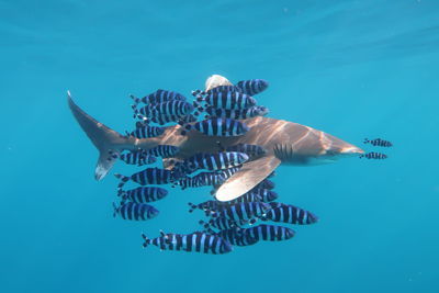 Close-up of fish swimming in sea