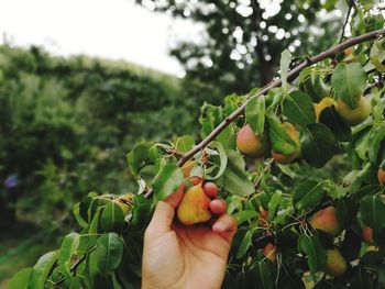 Cropped image of hand holding fruits growing on tree