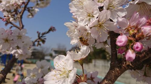 Close-up of white flowers on branch