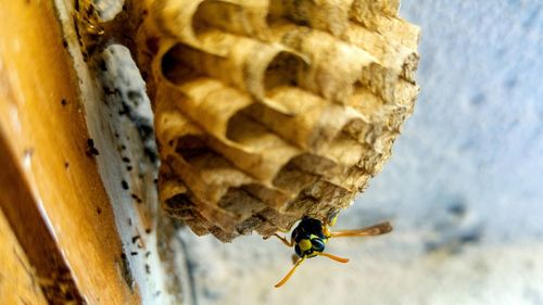 Close-up of bee