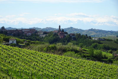 Scenic view of agricultural field against sky