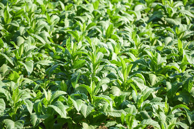 Full frame shot of plants growing on field