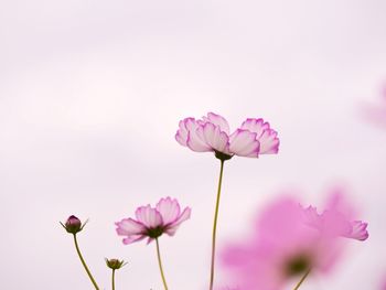 Close-up of pink cosmos flowers