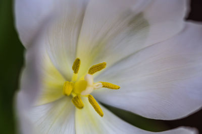 Close-up of white flowering plant