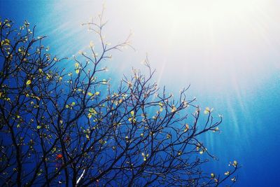 Low angle view of trees against sky