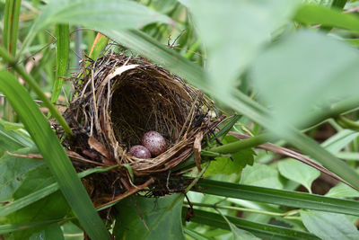 High angle view of nest on plant