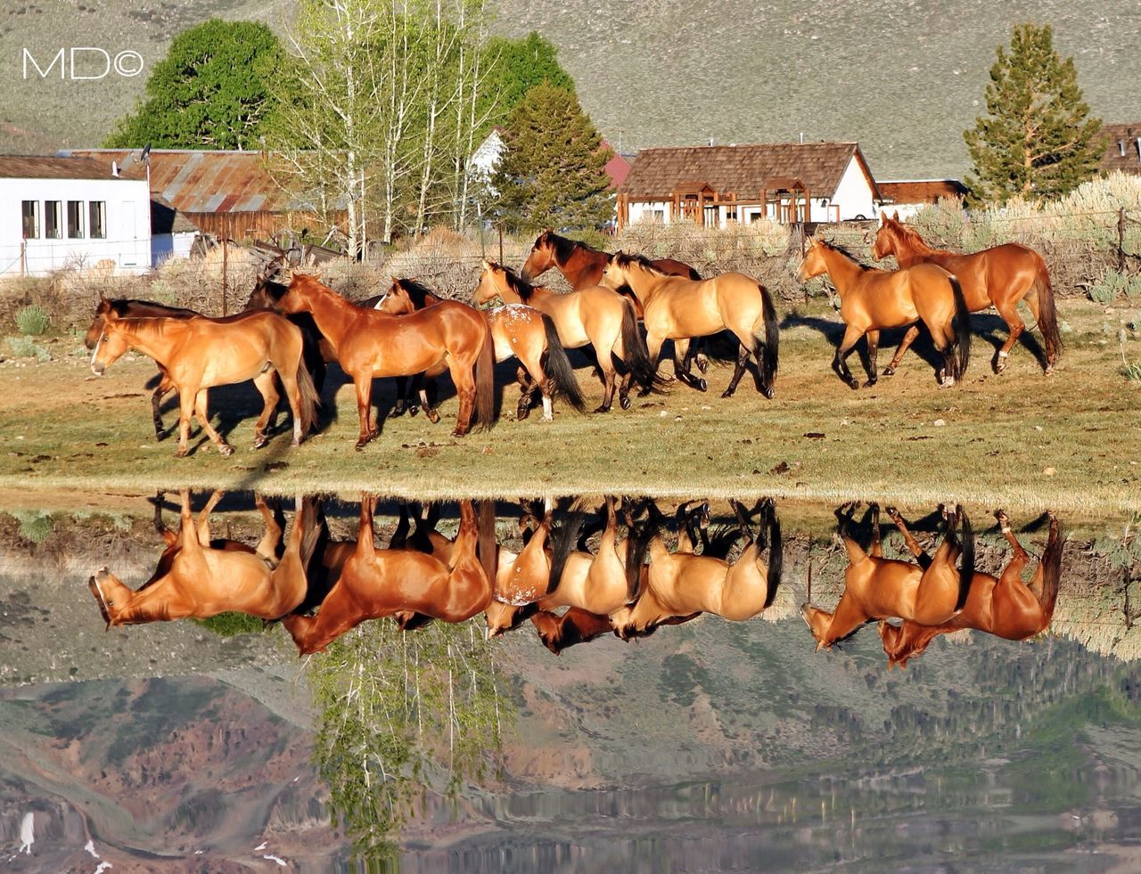 livestock, animal themes, domestic animals, mammal, horse, herbivorous, cow, field, tree, medium group of animals, standing, brown, day, outdoors, two animals, sunlight, nature, fence, built structure