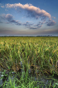 Scenic view of agricultural field against sky