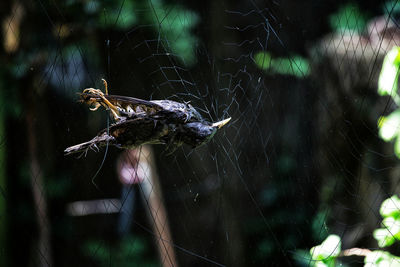 Close-up of spider on web