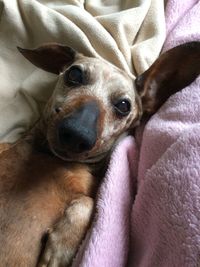High angle portrait of dog relaxing on bed