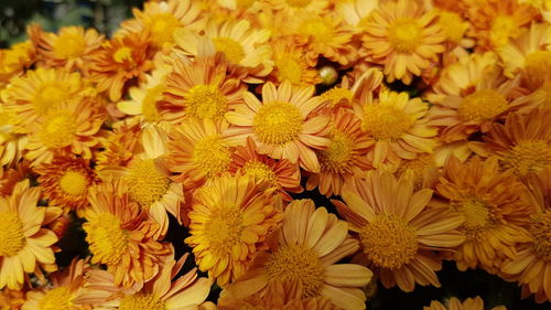 Full frame shot of yellow flowering plants