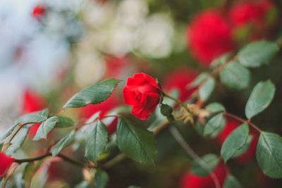 Close-up of red flowers blooming outdoors