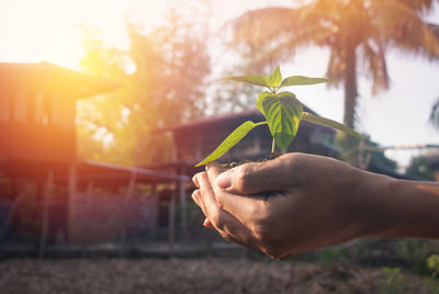 Close-up of hand holding plant against sky during sunset