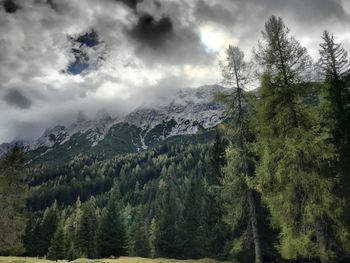 Scenic view of pine trees and mountains against sky