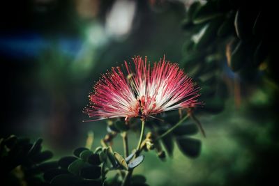 Close-up of pink flower