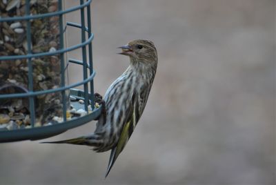 Close-up of a bird