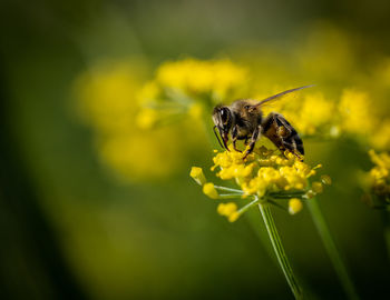 Close-up of bee on yellow flower