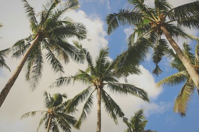Low angle view of palm trees against cloudy sky