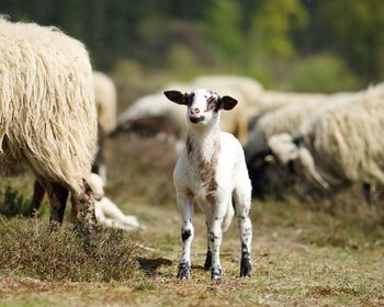 Lamb in the herd