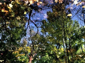 Trees against sky