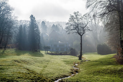 Dramatic light mood, mixture of sun,  fog,  a tree on a meadow with a stream meandering through.
