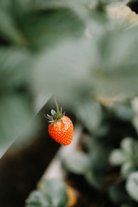 Close-up of red berries growing on plant