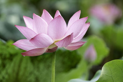 Close-up of pink water lily