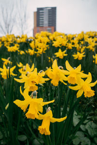 Close-up of yellow flowers blooming outdoors