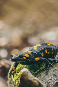 Close-up of lizard on rock