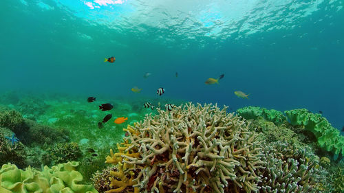 Fish swimming in sea