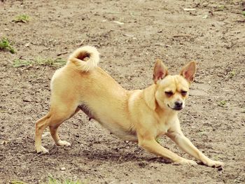 Dog sitting on field