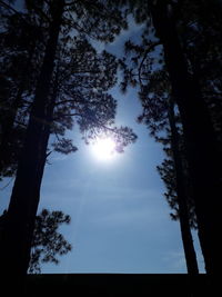 Low angle view of silhouette trees against sky