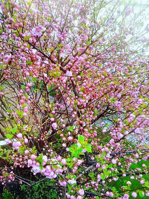 CLOSE-UP OF PINK CHERRY BLOSSOMS