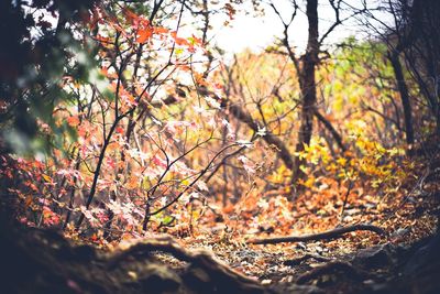 Scenic view of trees in forest during autumn