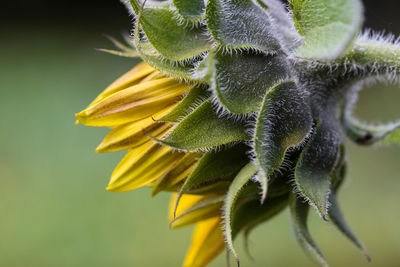 Close-up of yellow flower