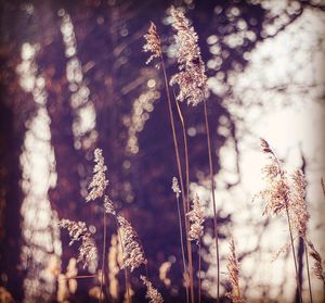 Close-up of plants during winter