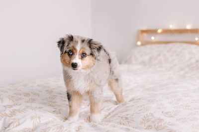  miniature australian shepherd dog pet on bed at home. christmas new year holiday celebration. 