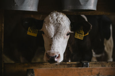 Cow standing in a domestic cat