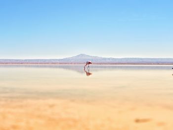 Man on beach against clear sky