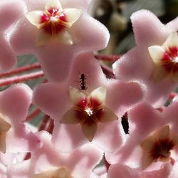 Close-up of pink flowers