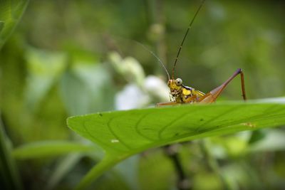 Close-up of insect on leaf