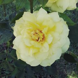 Close-up of yellow flower