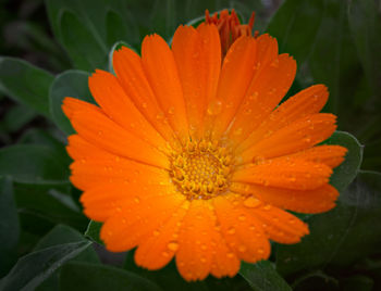 Close-up of wet orange flower