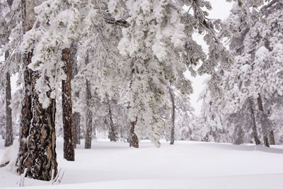 Trees on snow