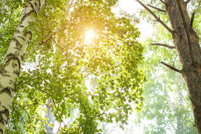 Low angle view of sunlight streaming through trees