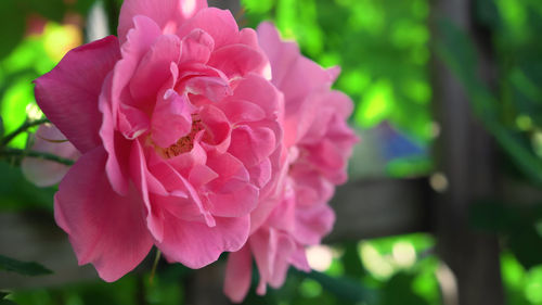 Close-up of pink rose