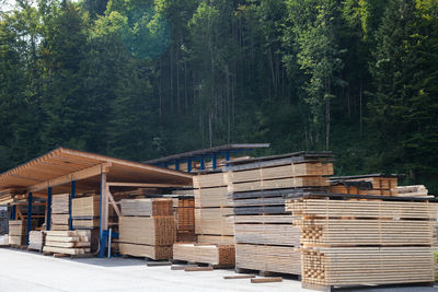 Stack of logs in forest