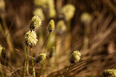 A beautiful cotton grass in a swamp in early spring