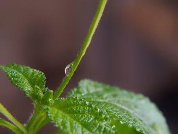 Close-up of wet plant